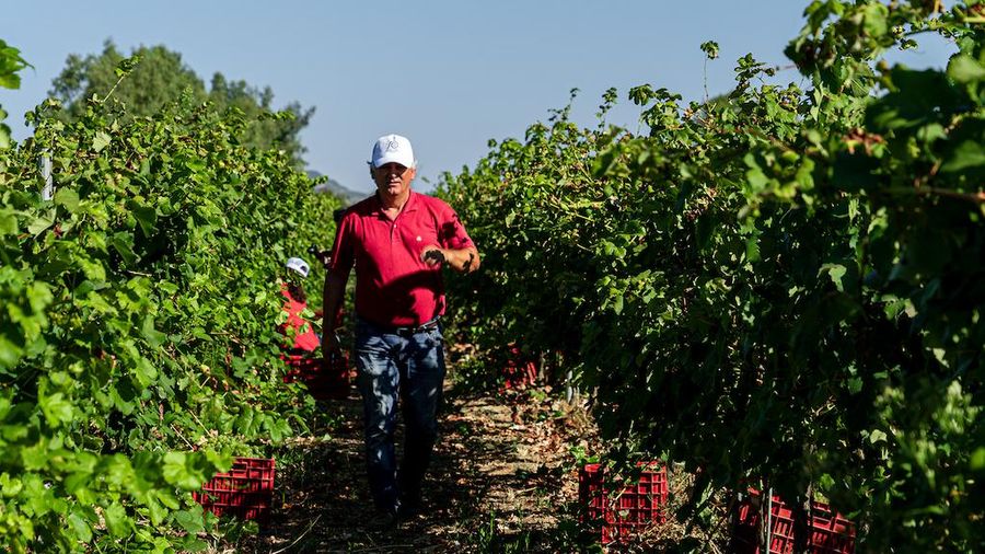 man in the vineyards at ktima britntziki
